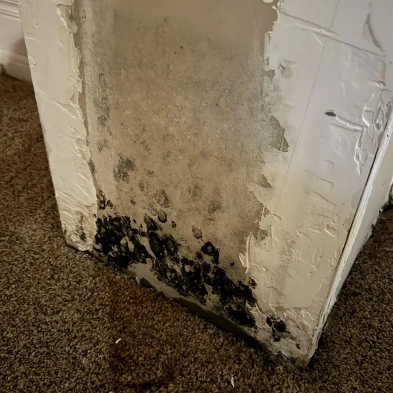 Professional Mold Removal in Carrollton, AL